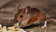 24 Hour & Emergency Exterminators in Wells Fargo, FL